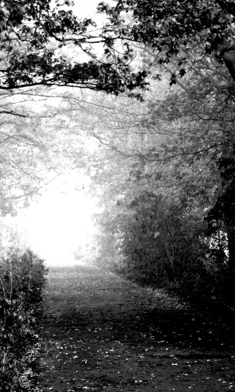 Парковая дорожка обои