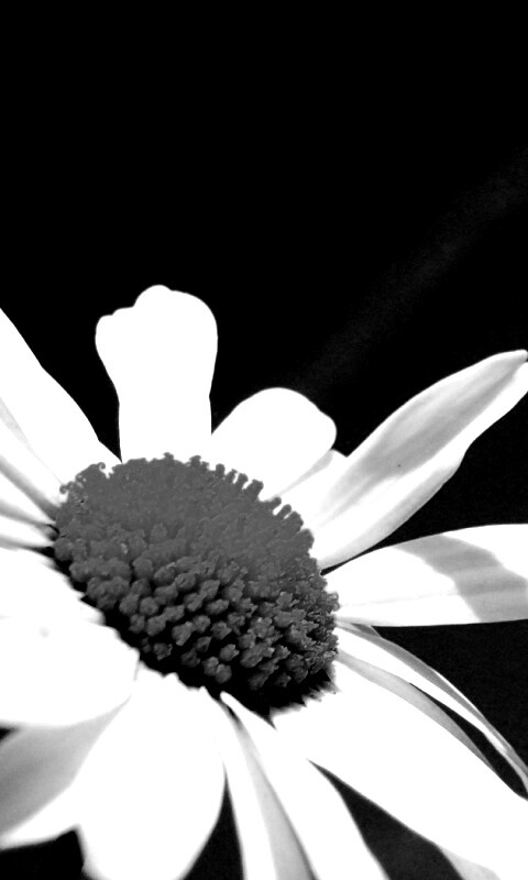 Ромашка на фоне синего неба обои