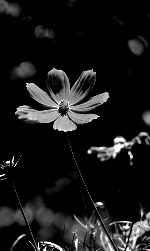 Белые и розовые цветочки обои