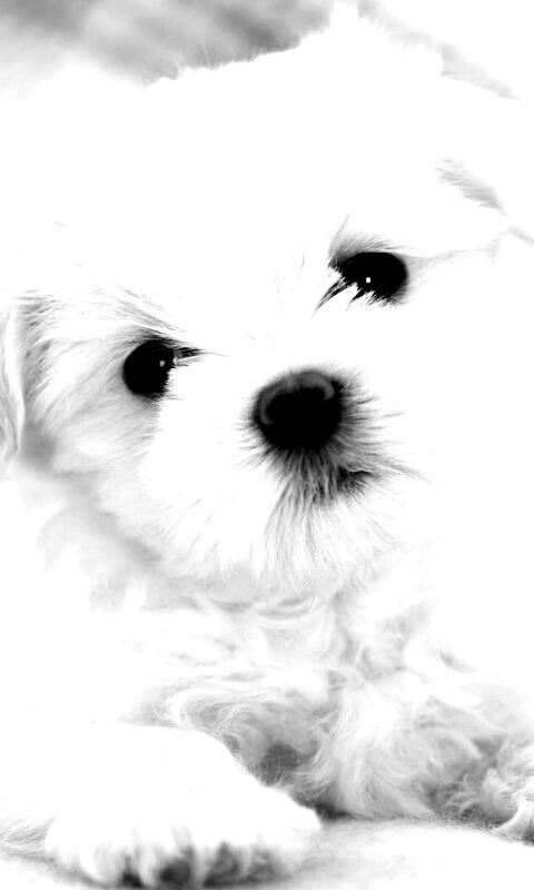 Щенок мальтийской болонки обои