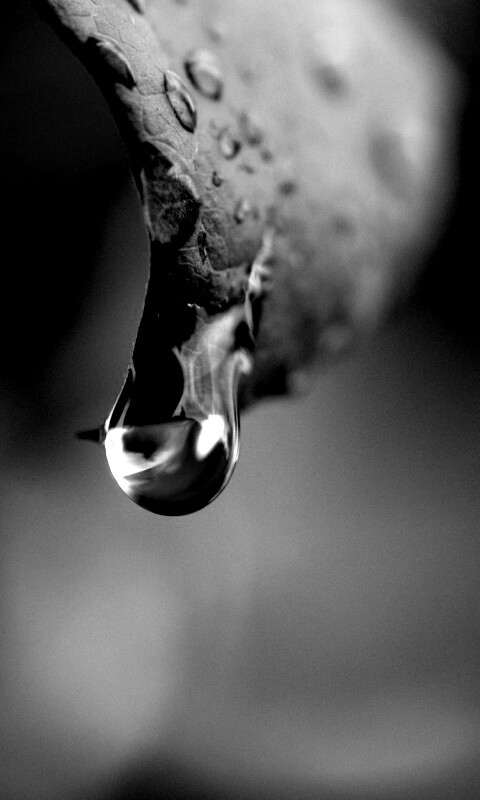 Капля на листе обои