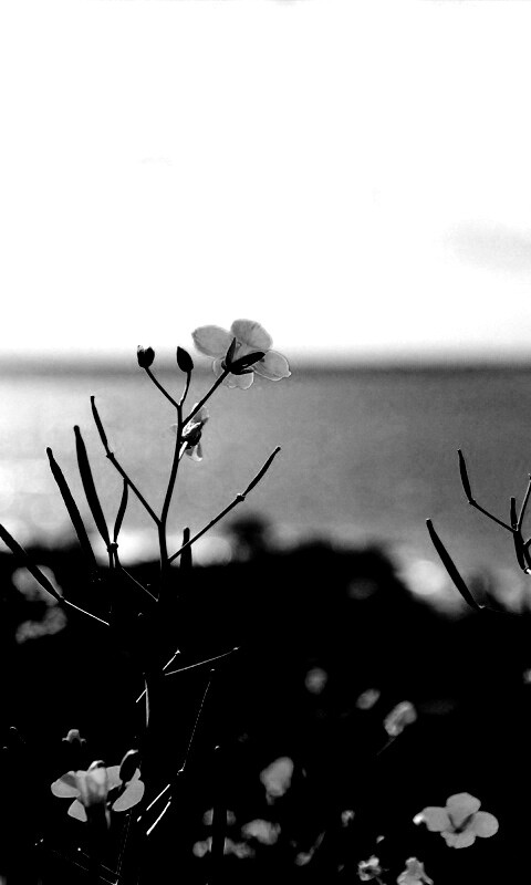 Мелкие жёлтые цветы обои