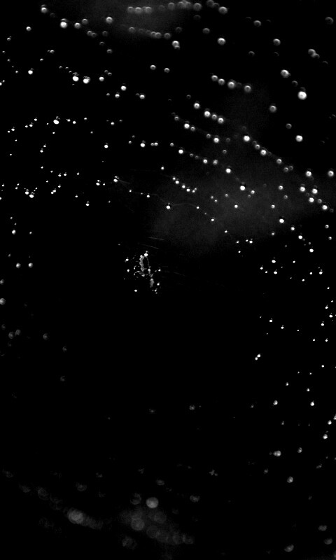 Паук на паутине обои