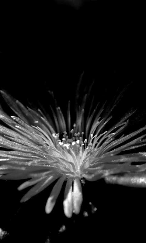 Чудесный цветок обои