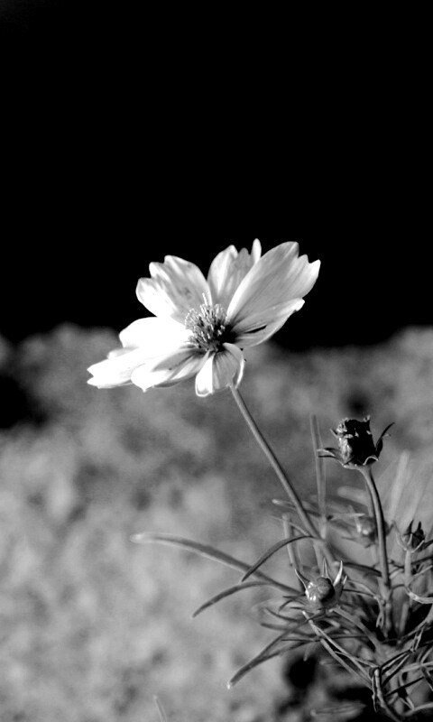 Полевой цветок обои