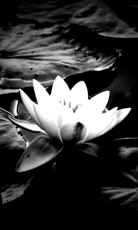 Кувшинка обои