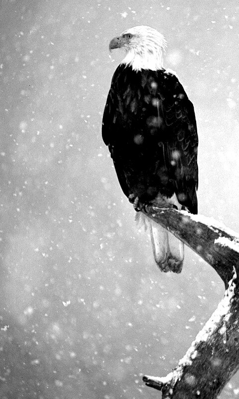 Орлы на ветке в снегопад обои