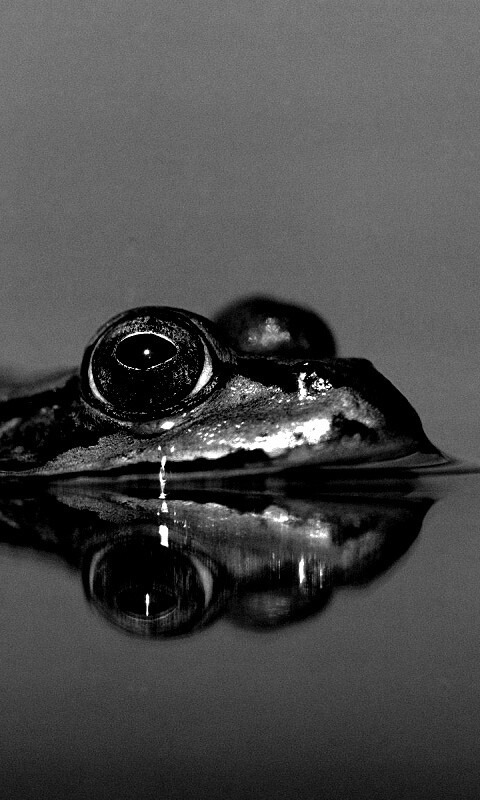 Лягушка обои