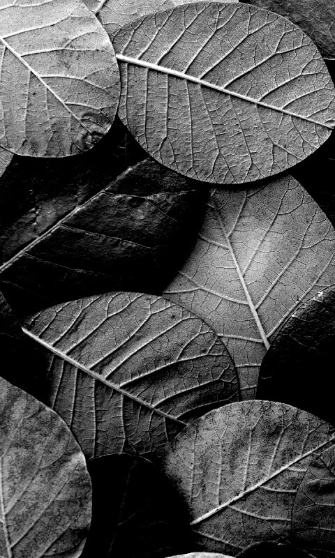 Лиственный узор обои