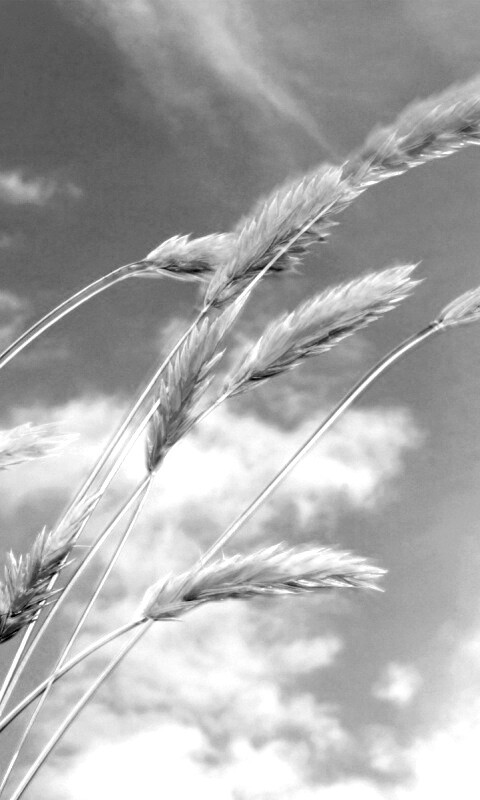 Колосья обои