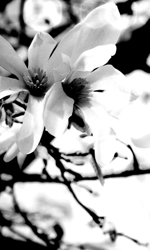 Цветы вишневого дерева обои