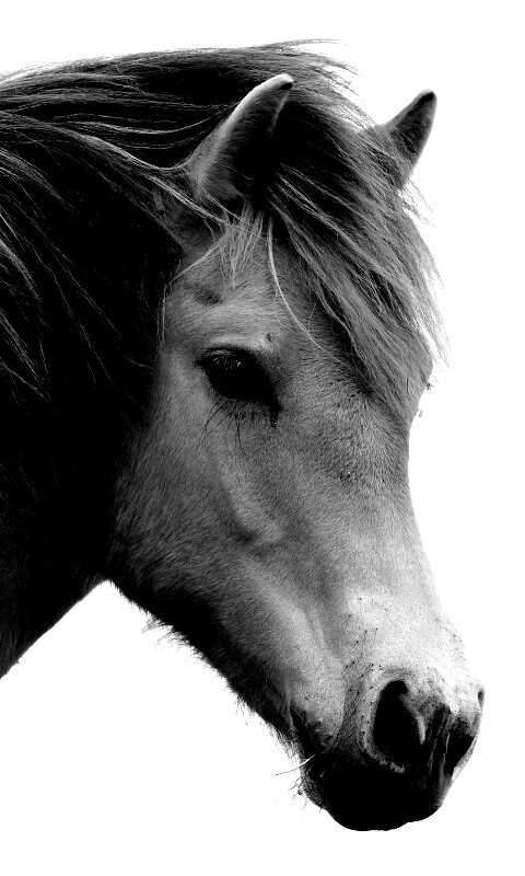 Гривастый конь обои