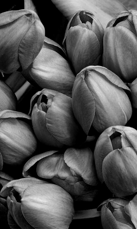 Букет красных тюльпанов обои