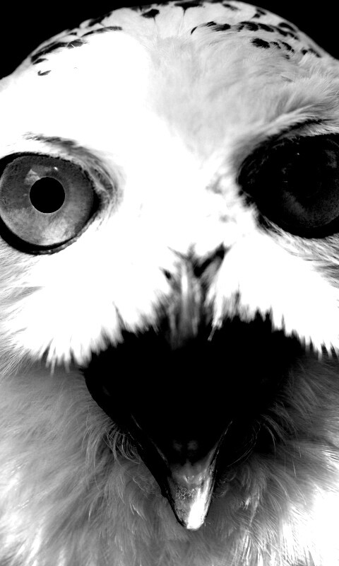 Сова в шоке! обои