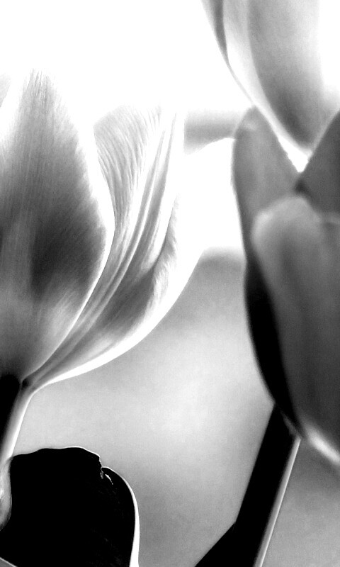 Тюльпаны обои