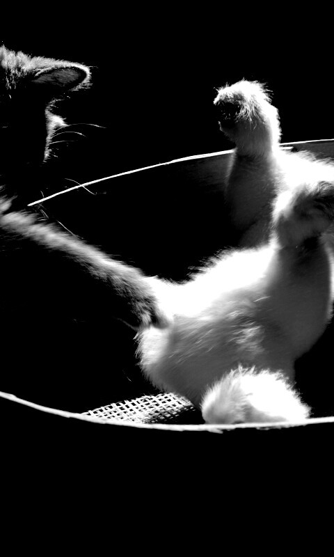 Котенок играет с утятами обои