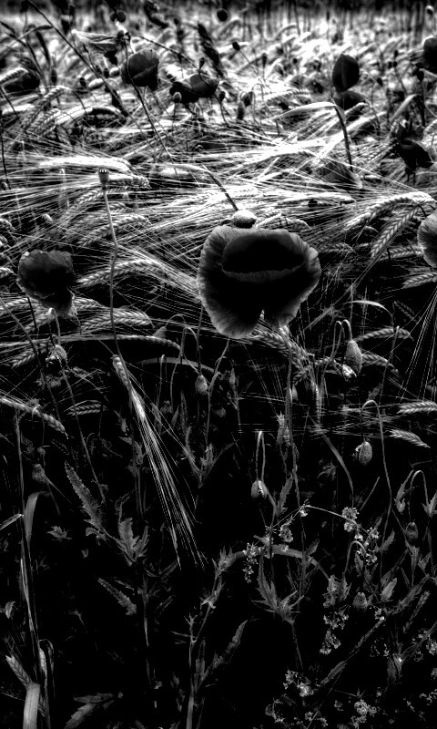 Красные маки обои