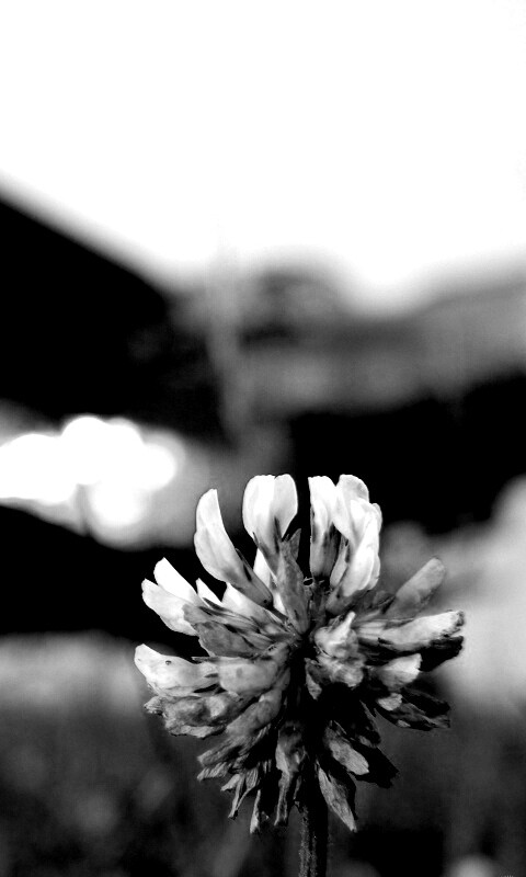 Цветок и красный самолет обои