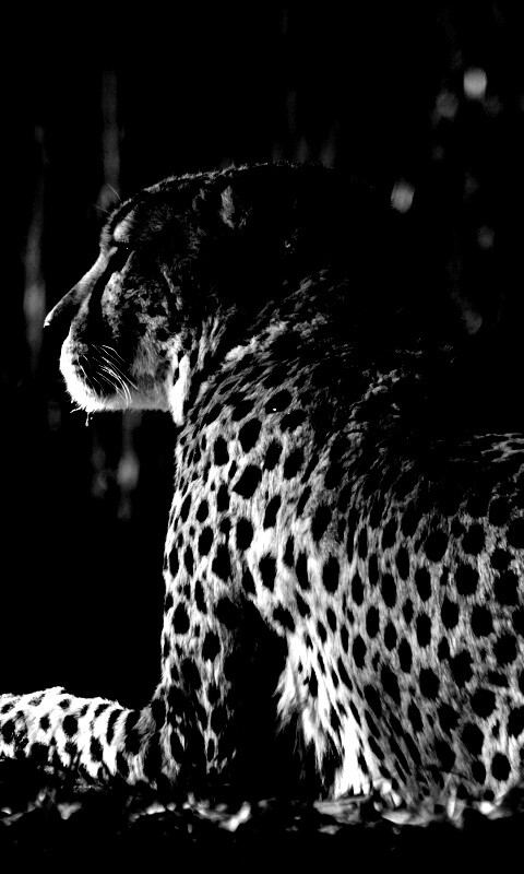 Гепард обои