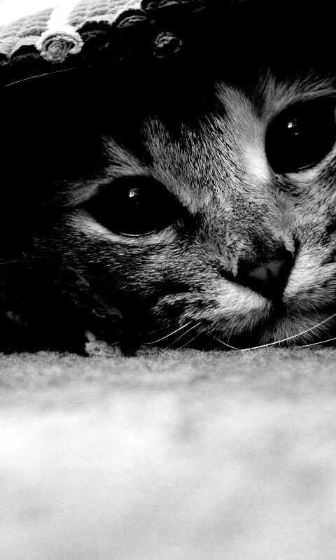 Кот под ковриком обои