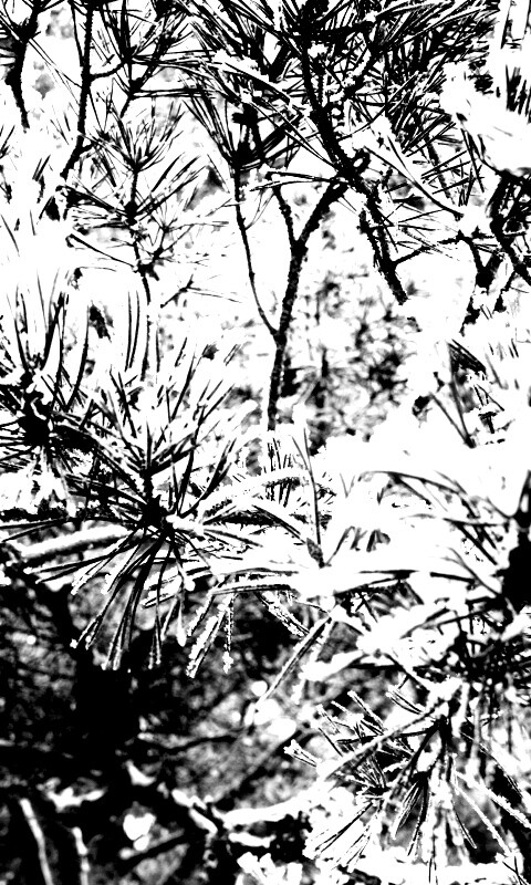 Фото сосны обои