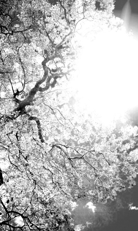 Цветение вишни обои