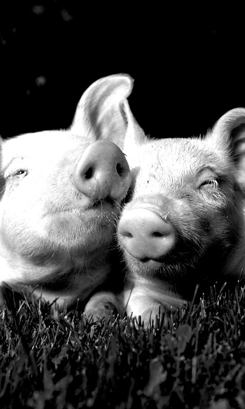 Два поросёнка обои