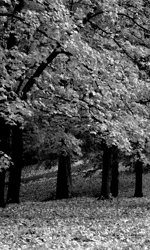 Парковая осень обои