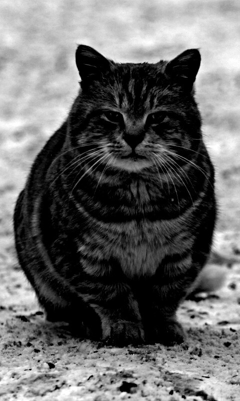 Тяжелый взгляд котэ обои