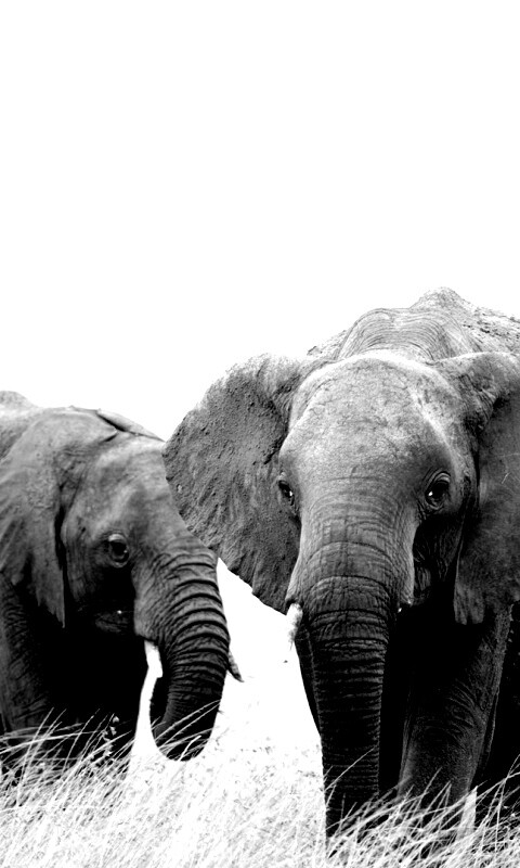 Слон, слониха и слоненок обои