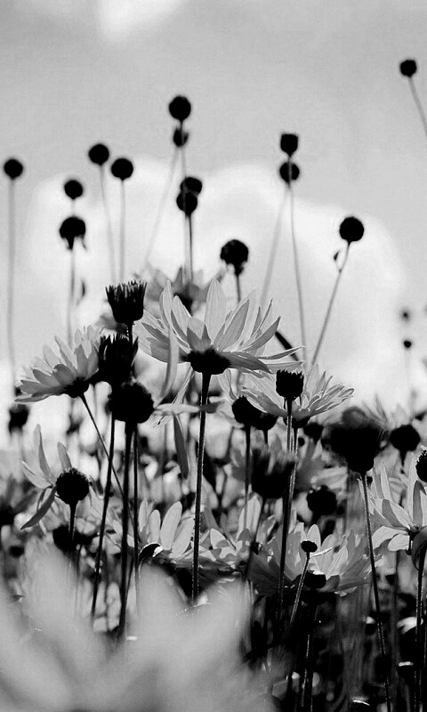 Полевые цветы летом обои