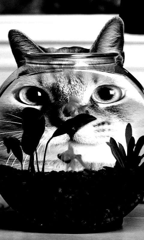 Сферический код за аквариумом обои