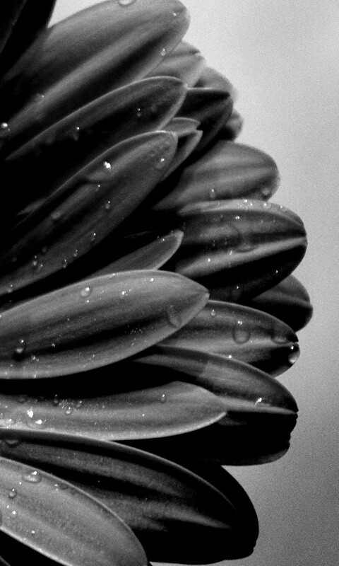 Красная гербера обои