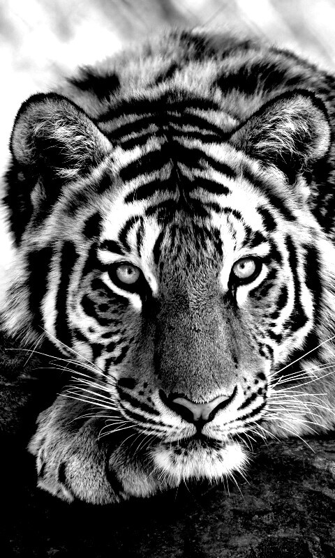 Большая полосатая кошка обои