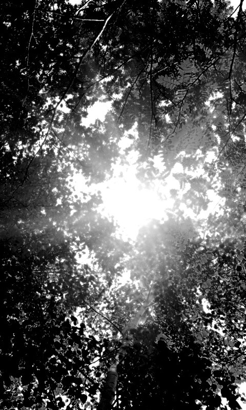 Яркий зеленоватый свет пробивающийся сквозь листву обои