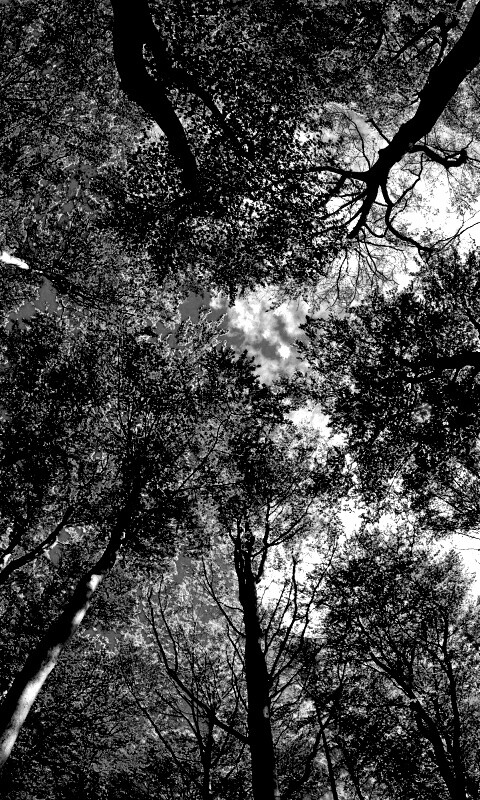 Кроны деревьев обои