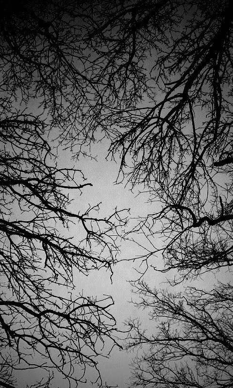 Голые кроны деревьев на фоне неба обои