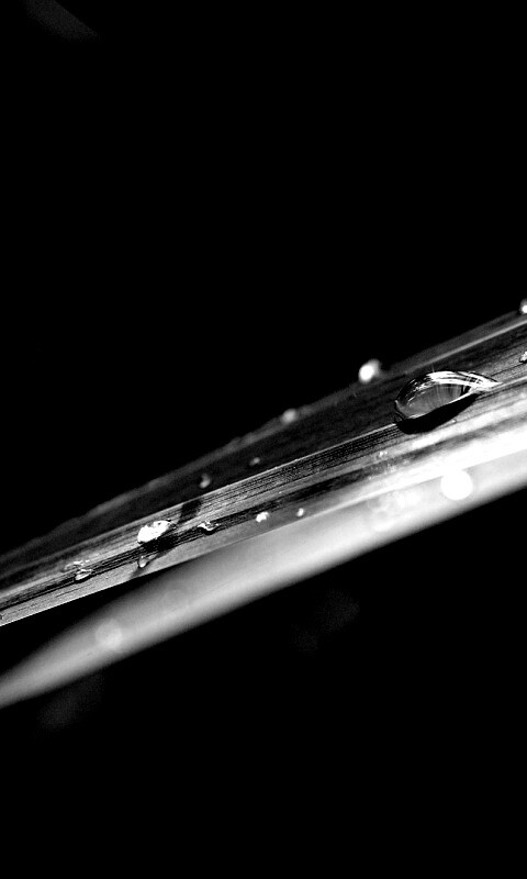 Капли росы на листе обои