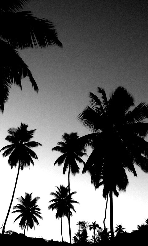 Пальмы на фоне фиолетового неба обои