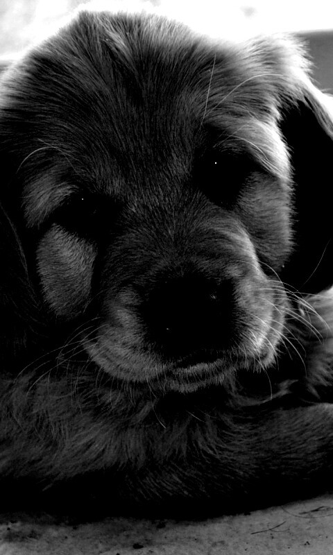 Сонный щенок лабрадора обои