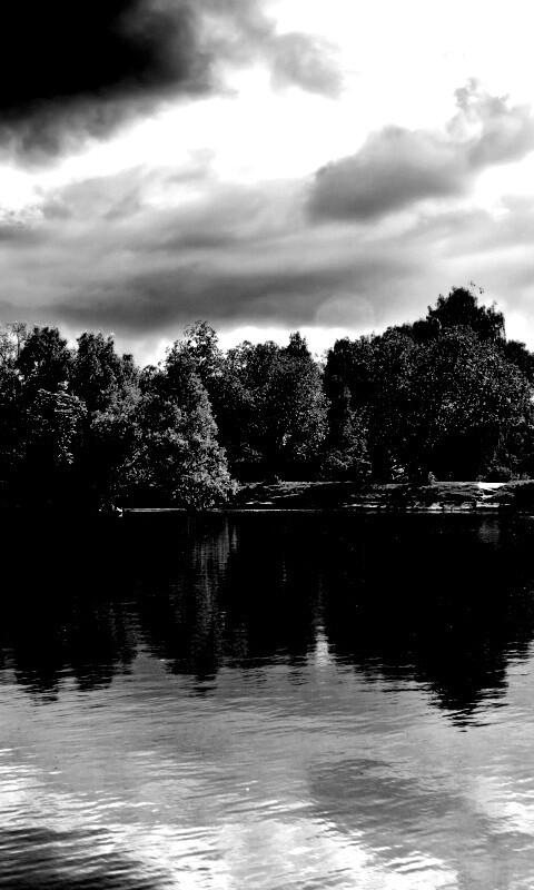 Деревья на берегу озера обои