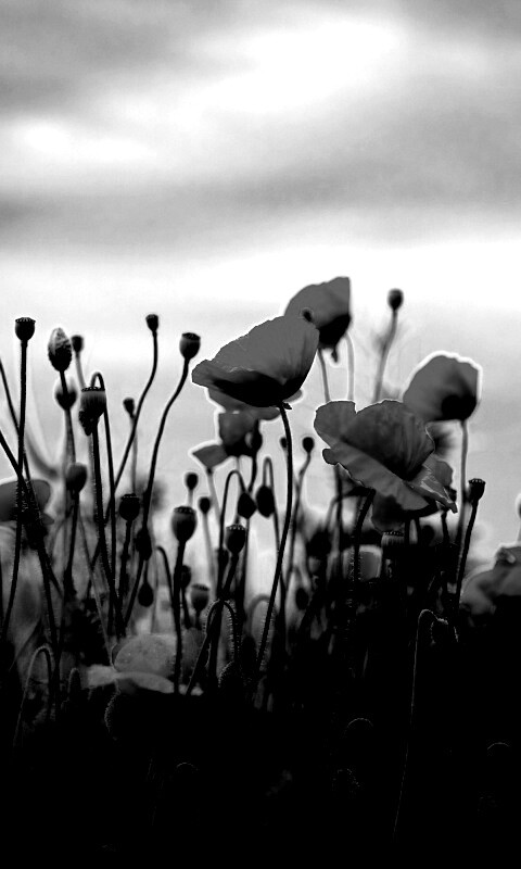 Цветущие маки обои