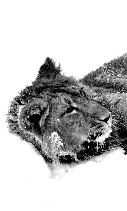 Львёнок в снегу обои