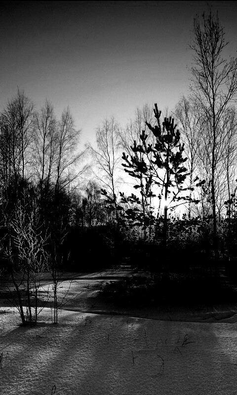 Зимний лес обои