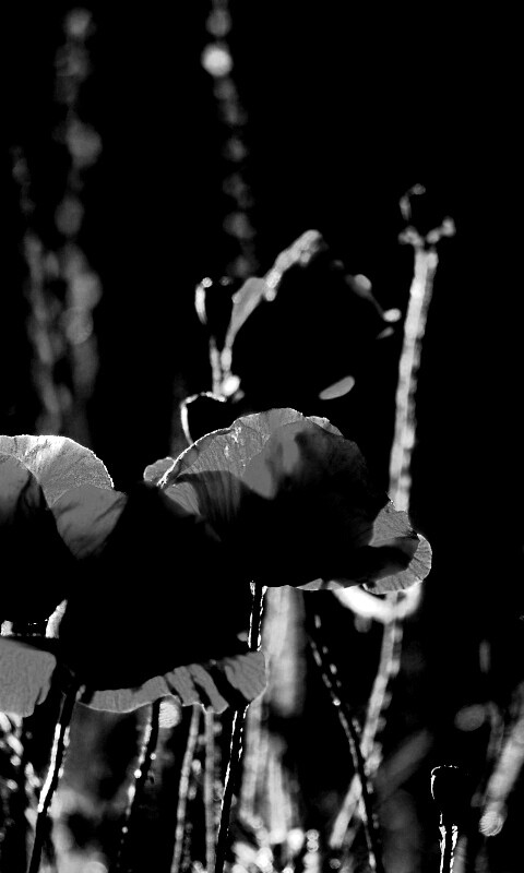 Макро фото мака обои