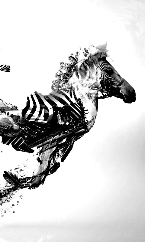 Зебра и бонсай обои