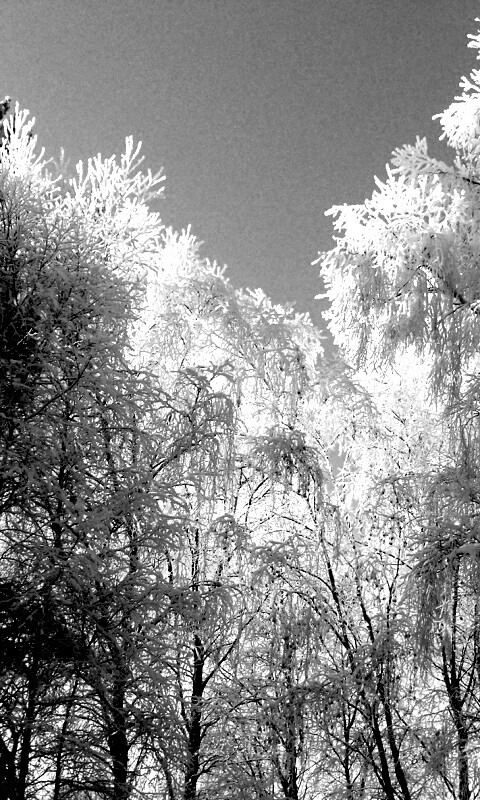 Замерзший лес обои