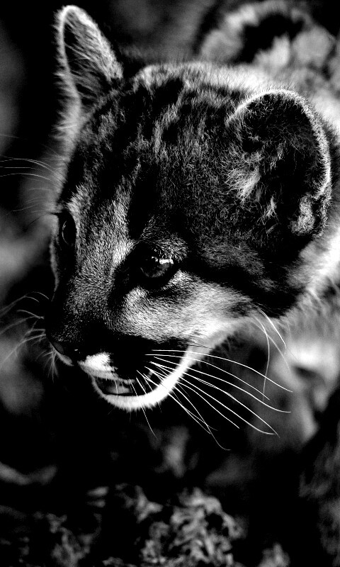 Котенок барса обои