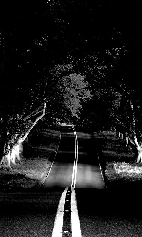 Дорога через лес обои