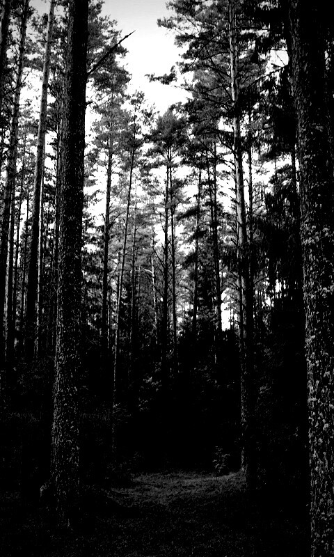 Лесная чаща обои